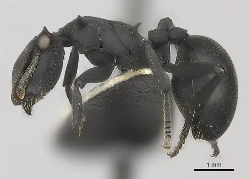 Cephalotes opacus specimen
