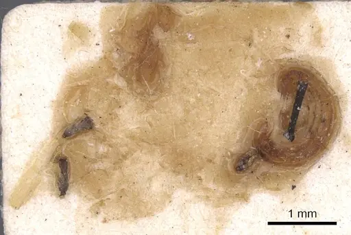 Cephalotes opacus - CASENT0912584