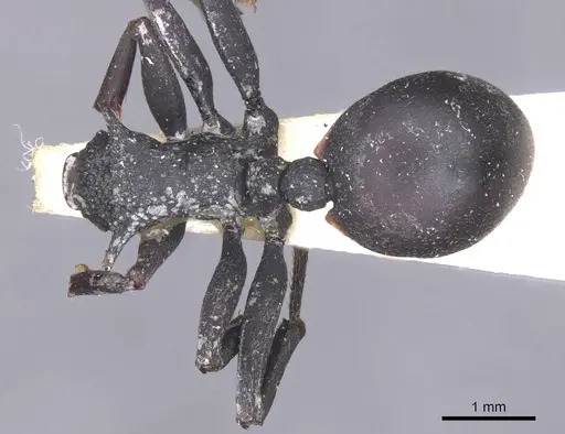 Cephalotes opacus - CASENT0912585