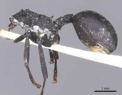 Cephalotes opacus - CASENT0912585