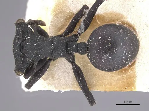 Cephalotes opacus - CASENT0915360