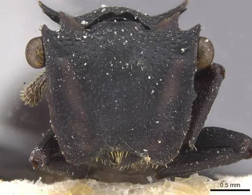 Cephalotes opacus - CASENT0915360