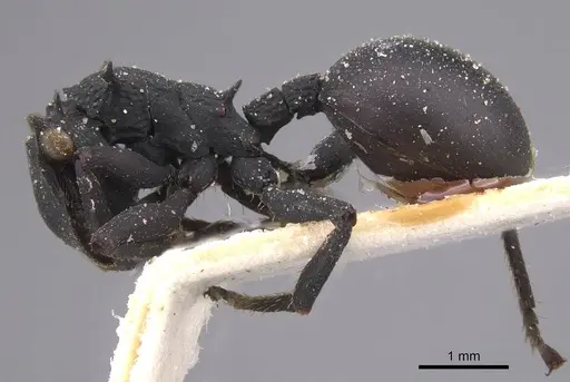 Cephalotes opacus - CASENT0915360