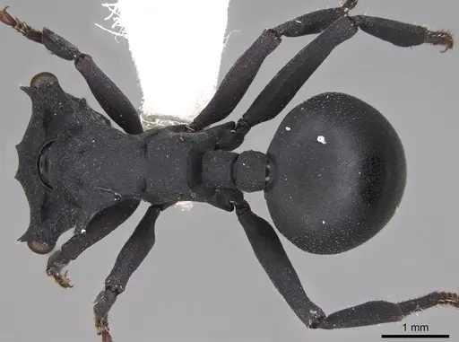 Cephalotes opacus - CASENT0922510