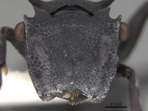 Cephalotes opacus - CASENT0922510