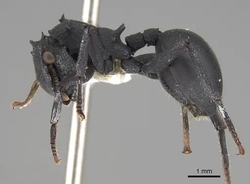 Cephalotes opacus - CASENT0922510