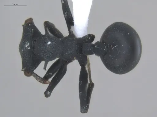 Cephalotes opacus - ECOFOG-SL13-1200-08