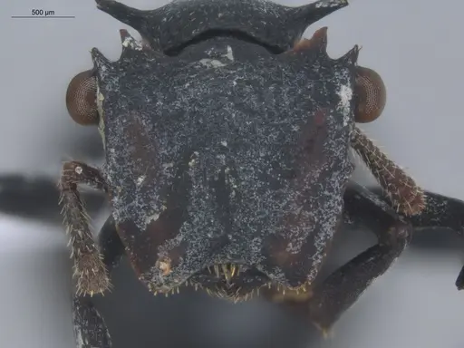 Cephalotes opacus - ECOFOG-SL13-1200-08