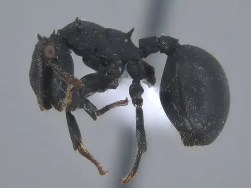 Cephalotes opacus - ECOFOG-SL13-1200-08