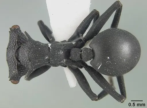 Cephalotes opacus - USNMENT01124225