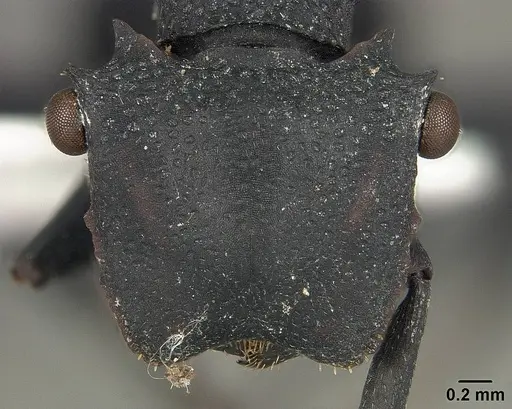 Cephalotes opacus - USNMENT01124225