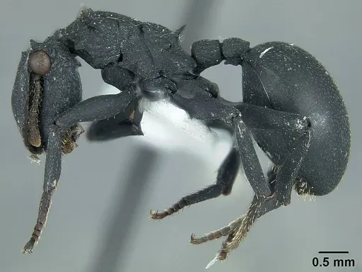 Cephalotes opacus - USNMENT01124225
