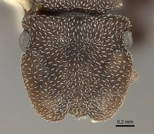 Cephalotes pallens specimen