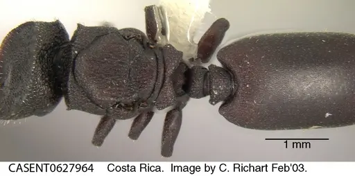 Cephalotes pallens - CASENT0627964