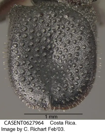 Cephalotes pallens - CASENT0627964