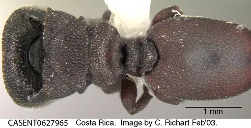 Cephalotes pallens - CASENT0627965