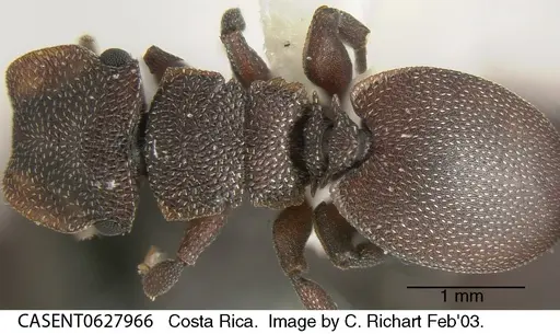 Cephalotes pallens - CASENT0627966