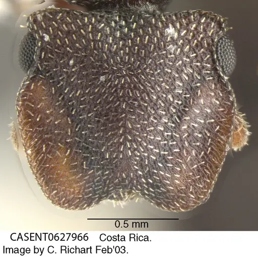 Cephalotes pallens - CASENT0627966