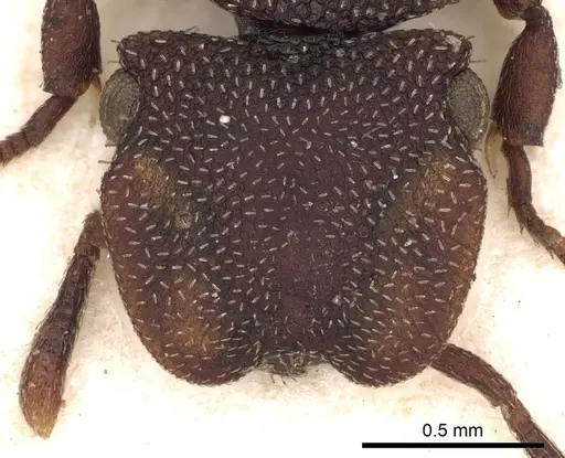 Cephalotes pallens - CASENT0900252