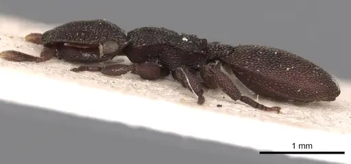 Cephalotes pallens - CASENT0900252