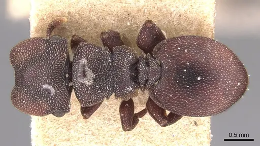 Cephalotes pallens - CASENT0904929