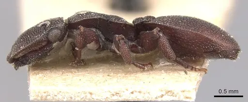 Cephalotes pallens - CASENT0904929