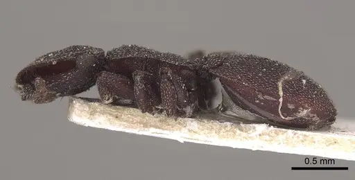 Cephalotes pallens - CASENT0919602