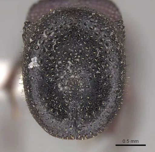 Cephalotes pallens - CASENT0922512