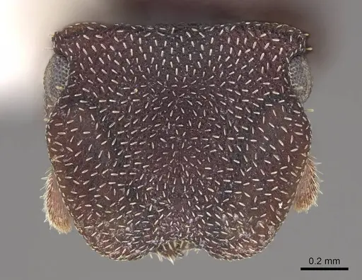 Cephalotes pallens - CASENT0922513