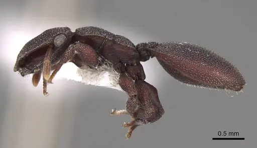 Cephalotes pallens - CASENT0922513