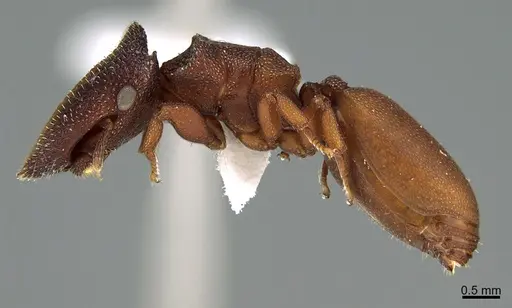 Cephalotes pallens - CASENT0923583