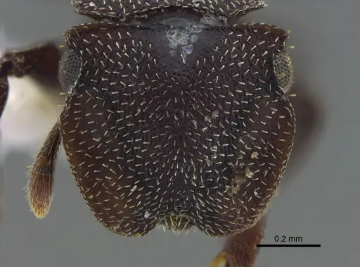 Cephalotes pallens - CBUMAGENT41990