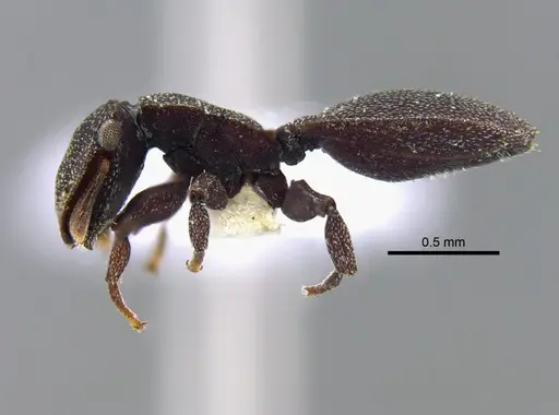 Cephalotes pallens - CBUMAGENT41990