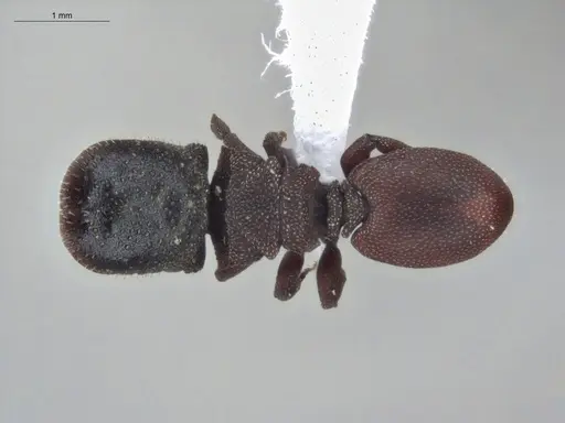 Cephalotes pallens - ECOFOG-HC-0034-S