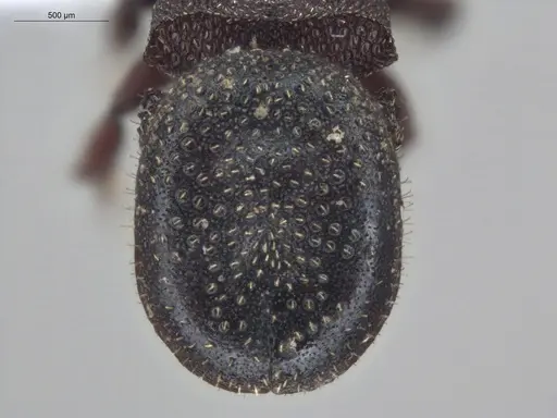 Cephalotes pallens - ECOFOG-HC-0034-S