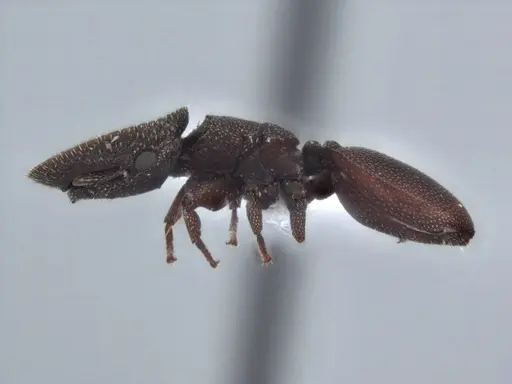 Cephalotes pallens - ECOFOG-HC-0034-S