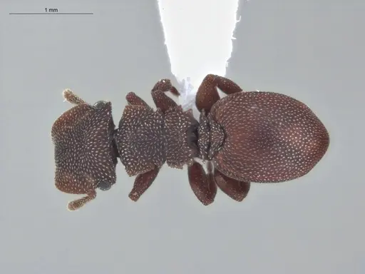 Cephalotes pallens - ECOFOG-HC-0034