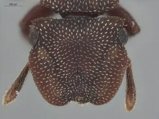 Cephalotes pallens - ECOFOG-HC-0034