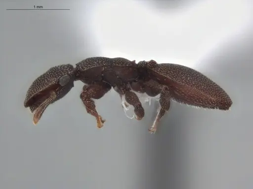 Cephalotes pallens - ECOFOG-HC-0034