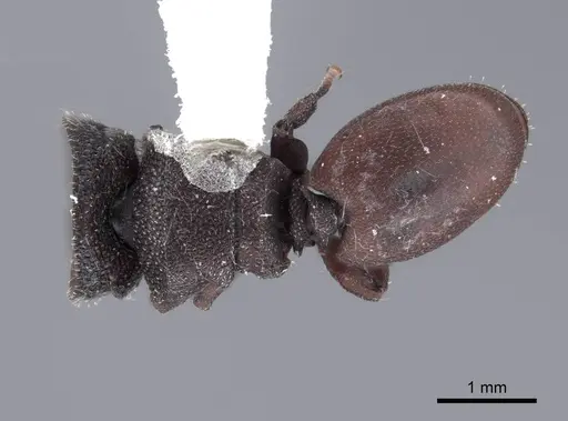 Cephalotes pallens - FMNHINS0000047258