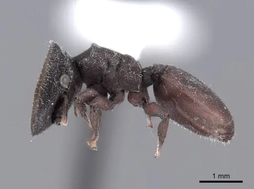 Cephalotes pallens - FMNHINS0000047258