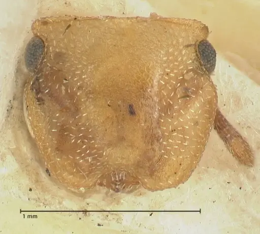 Cephalotes pallens - FOCOL2147