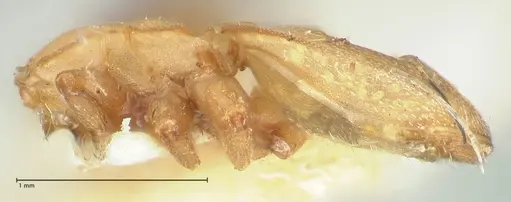 Cephalotes pallens - FOCOL2147