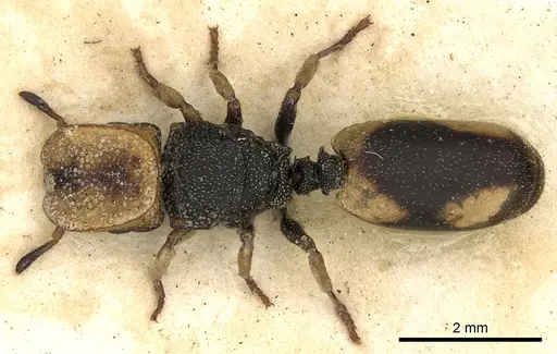 Cephalotes pallidicephalus specimen