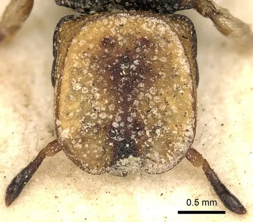Cephalotes pallidicephalus specimen