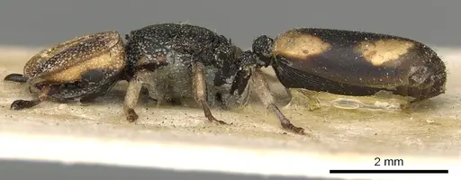 Cephalotes pallidicephalus specimen
