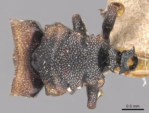 Cephalotes pallidicephalus - CASENT0904922