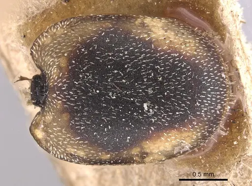 Cephalotes pallidicephalus - CASENT0904922