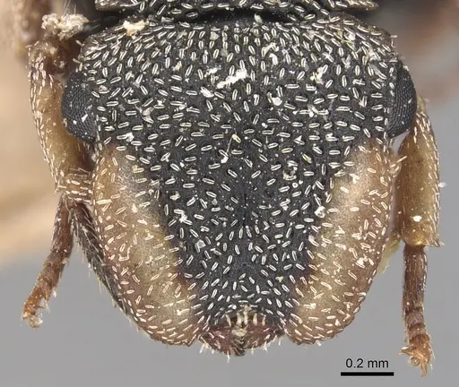 Cephalotes pallidicephalus - CASENT0904923