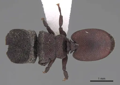 Cephalotes pallidus specimen